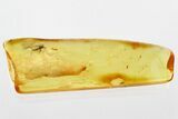 Fossil True Midge (Chironomidae) in Baltic Amber #330652-1